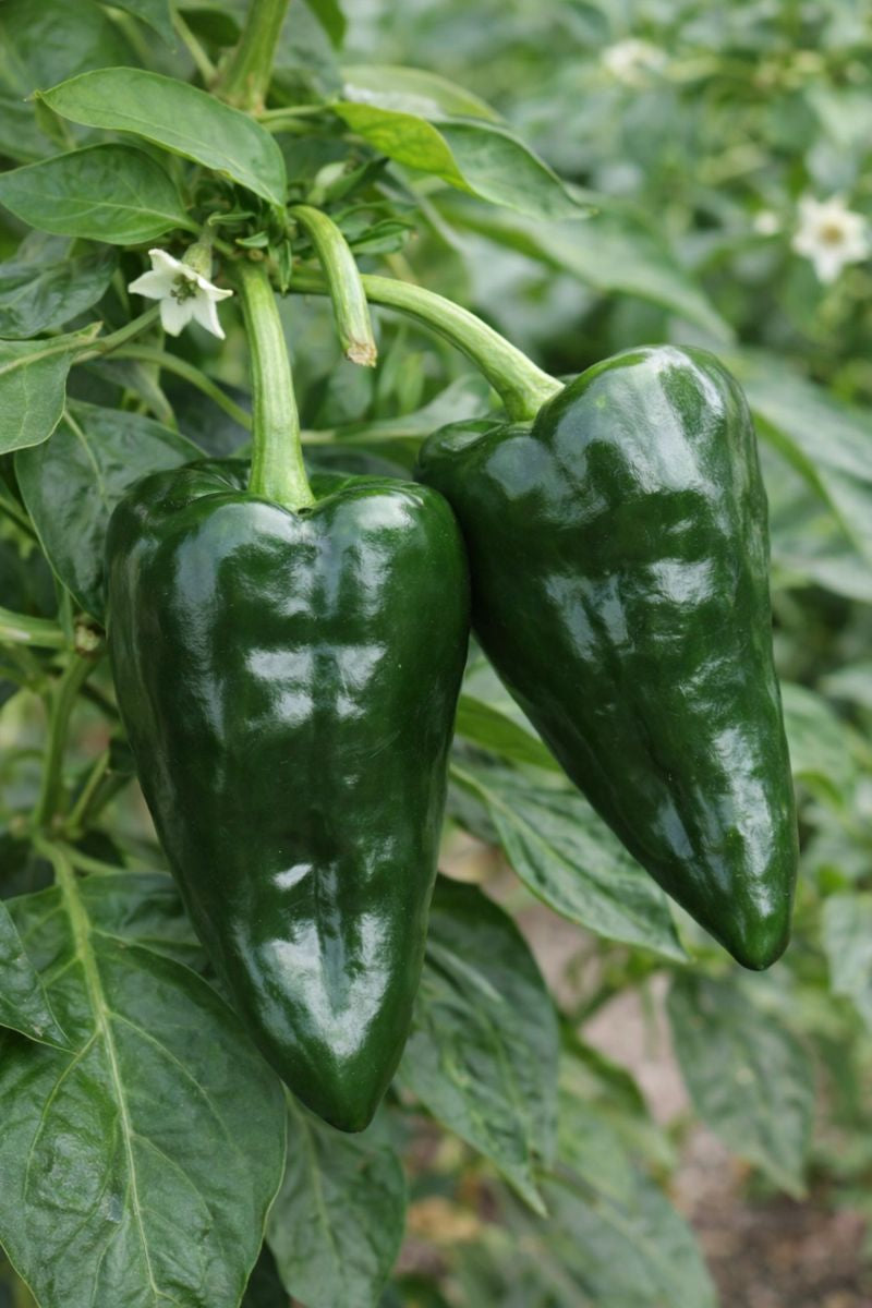 Obsidiana Poblano Pepper Seeds 50 Hybrid Ancho Garden Seeds