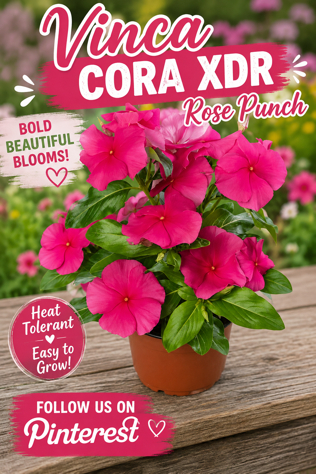 Vinca Seeds Cora XDR Rose Punch 25 Seeds Spreading Flower Seeds