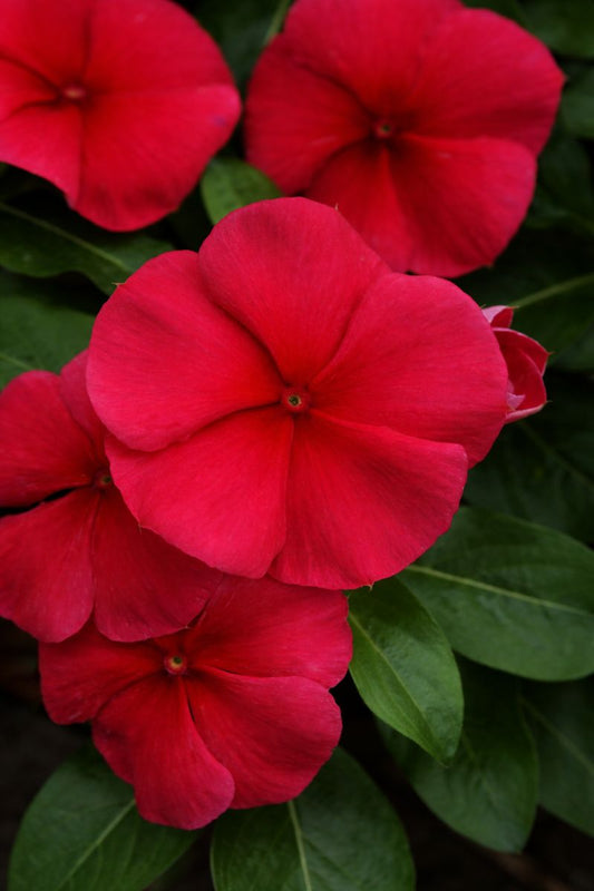 Vinca Mediterranean XP Dark Red Seeds – 50 Flower Seeds