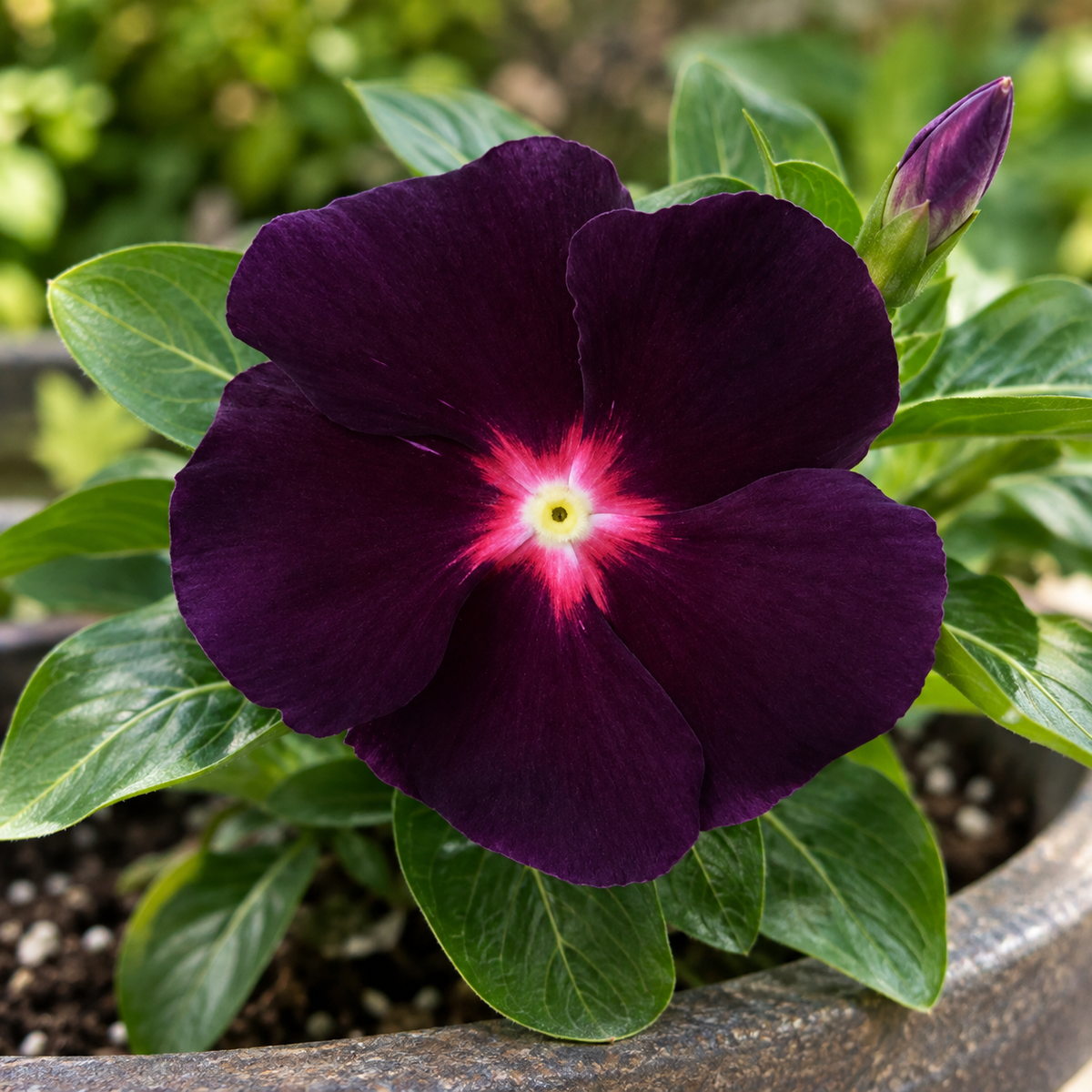 Single Vinca Tattoo Blackberry flower with deep purple petals and a bright pink center surrounded by green leaves