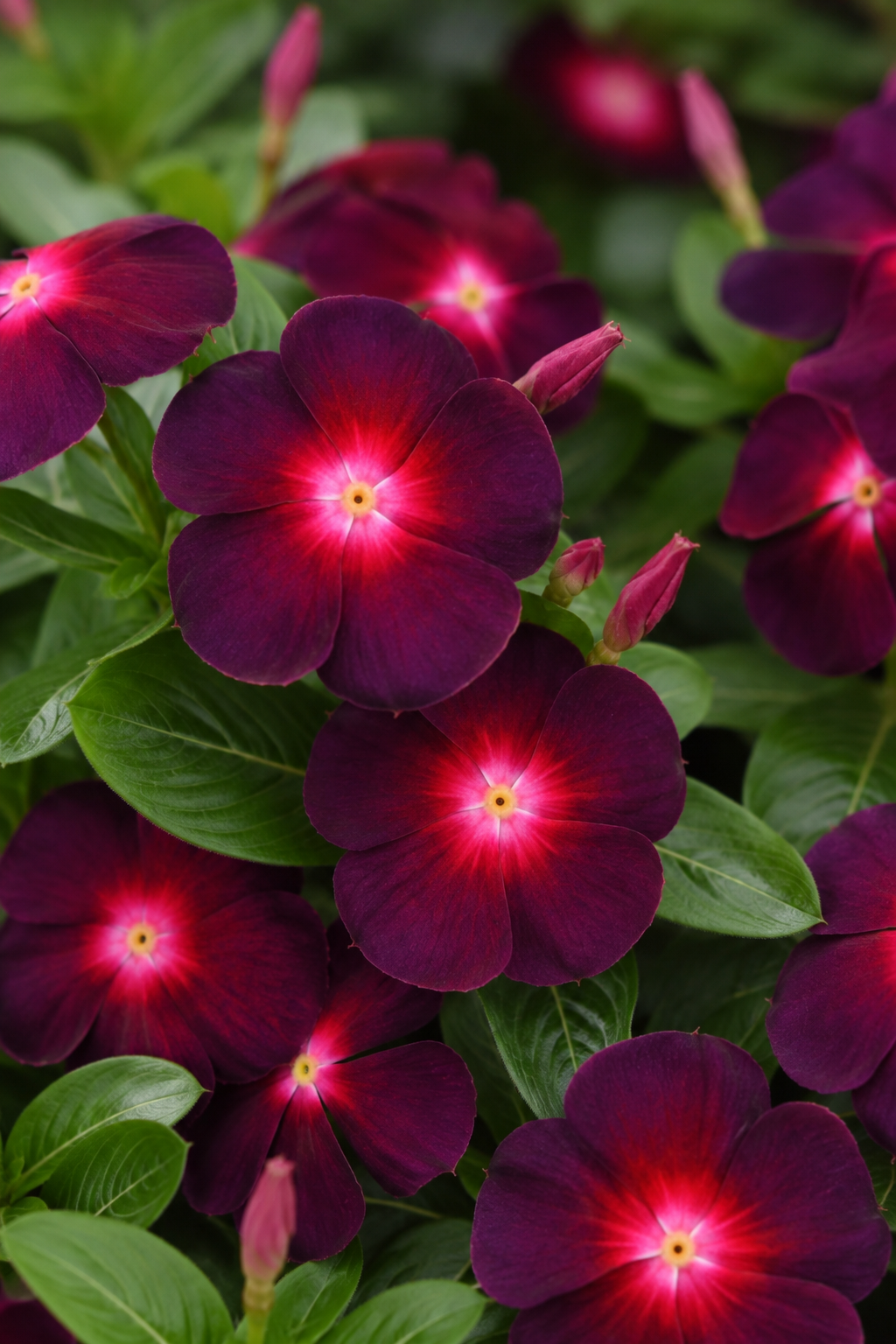 Close-up of dark burgundy plumbona flowers with bright pink centers and green leaves.