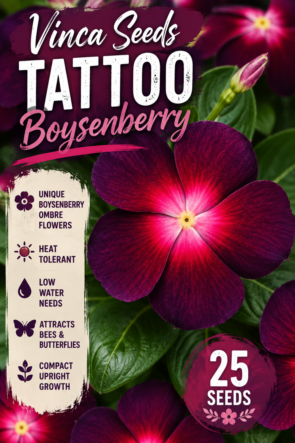 Seed packet design for Vinca Seeds Tattoo Boysenberry, featuring a close-up of a deep magenta and purple flower with green leaves, plus text highlighting unique blooms, heat tolerance, low water needs, bee attraction, and 25 seeds.