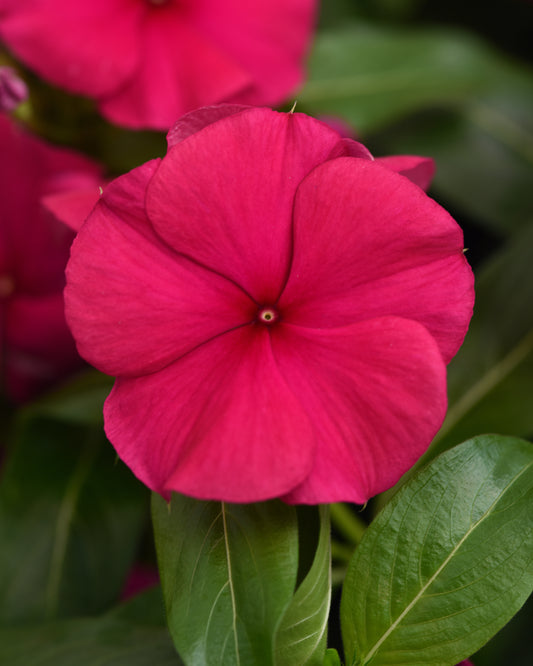 Vinca Seeds Valiant Burgundy 50 Seeds Upright Heat Tolerant Flower Seeds