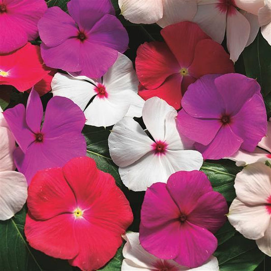 Vinca Seeds Cora Cascade XDR Mix 25 Seeds Spreading Flower Seeds
