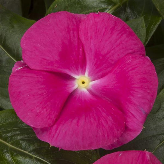 Vinca Seeds Cora Cascade XDR Bright Rose 25 Seeds Spreading Flower Seeds