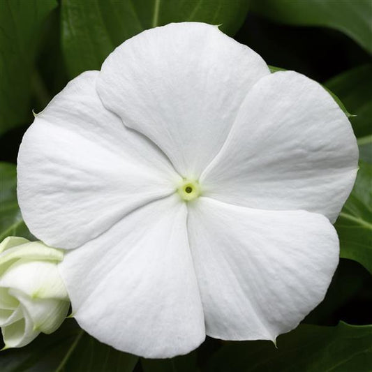 Vinca Seeds Cora Cascade XDR White 25 Seeds Spreading Flower Seeds