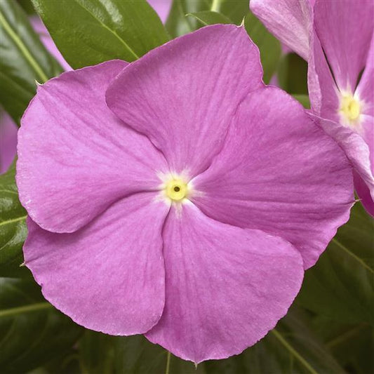 Vinca Cora Cascade Lavender Eye Vinca Seeds 25 thru 100 Seeds
