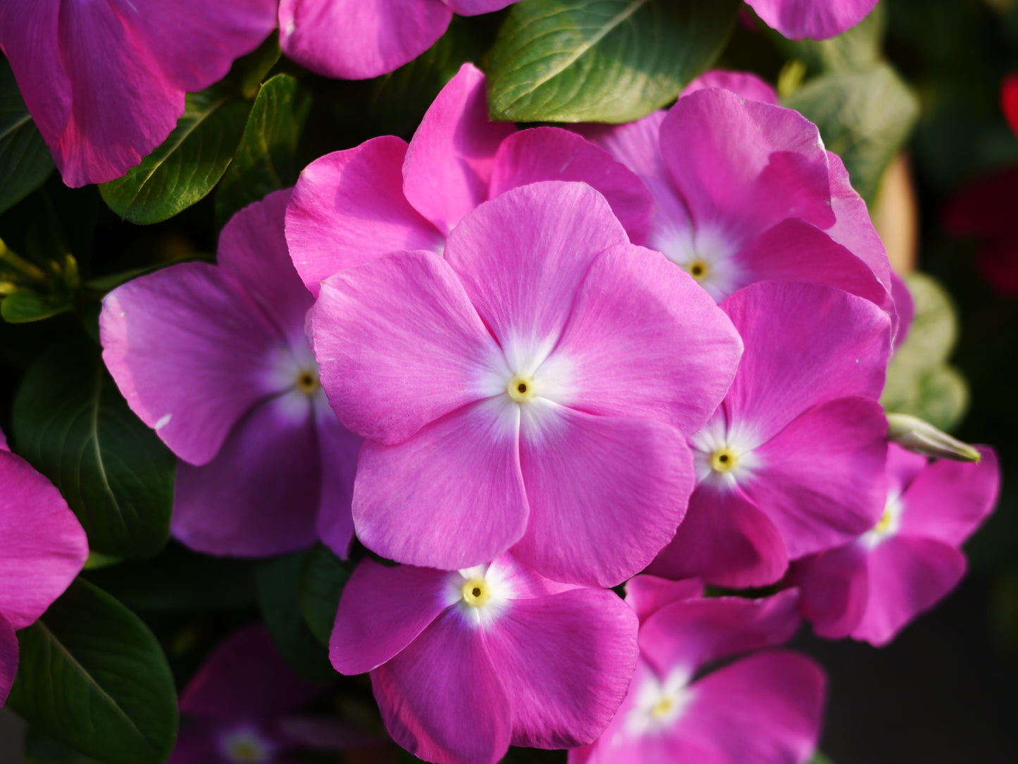 Vinca Seeds Mega Bloom Lavender – 25 Upright, Heat-Tolerant Flower Seeds