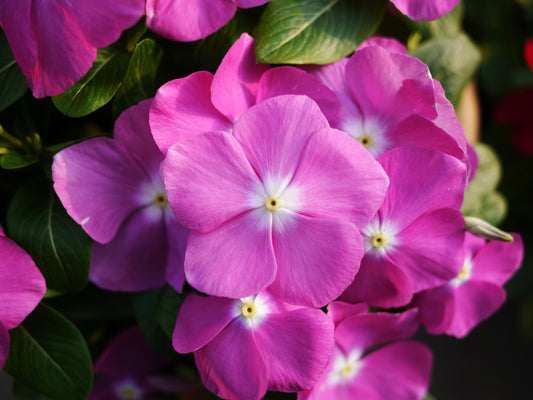 Vinca Seeds Mega Bloom Lavender – 25 Upright, Heat-Tolerant Flower Seeds