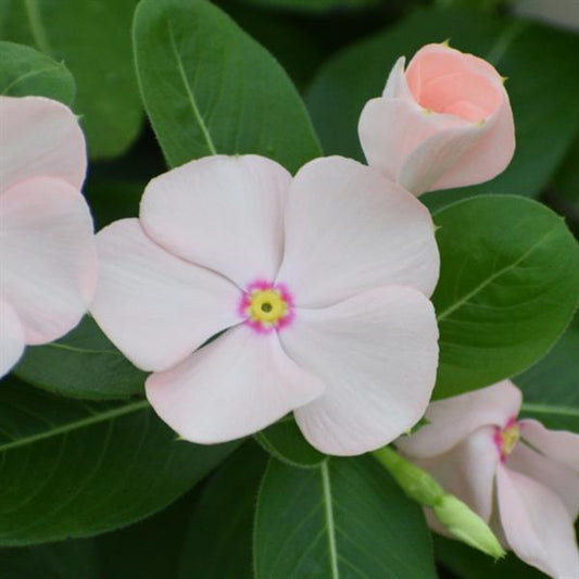 Vinca Seeds Vinca Sphere Peach 25 Seeds Compact Heat Tolerant Flower