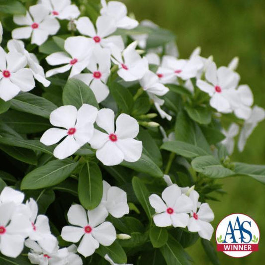 Vinca Seeds Vinca Sphere Polka Dot 25 Seeds Compact Heat Tolerant Flower