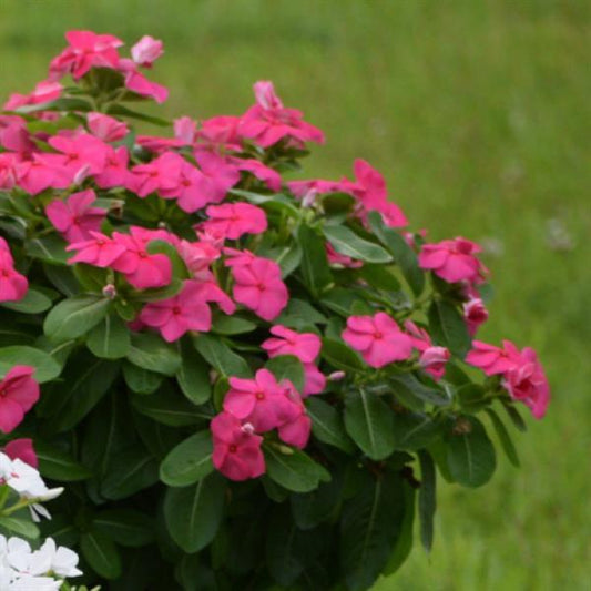 Vinca Seeds Vinca Sphere Punch 25 Seeds Compact Heat Tolerant Flower