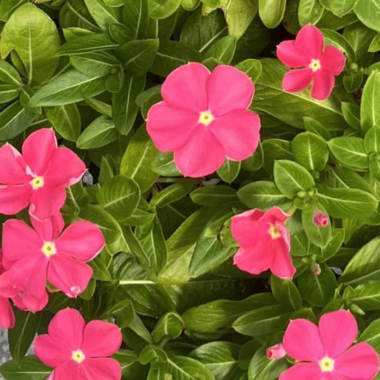 Vinca Seeds Vinca Sphere Rose 25 Seeds Compact Heat Tolerant Flower