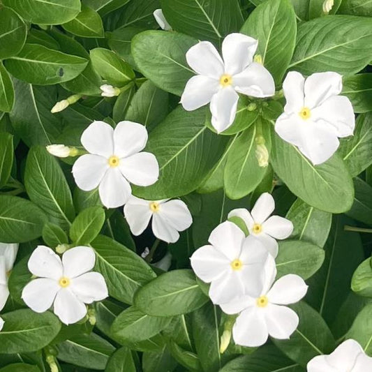 Vinca Seeds Vinca Sphere White Periwinkle Seeds 25 Seeds Compact Heat Tolerant Flower