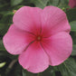Bulk Vinca Seeds Vinca Sunstorm Rose With Eye 25 thru 500 Flower Seeds