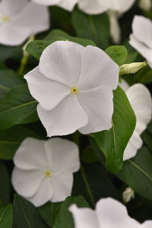 50 Vinca Seeds Titan-ium ™ White Vinca
