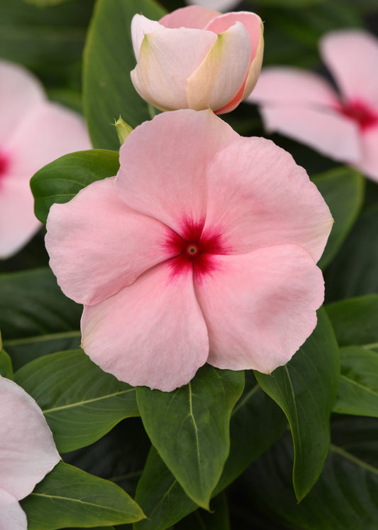 Vinca Seeds Valiant Apricot 50 Seeds Upright Heat Tolerant Flower Seeds