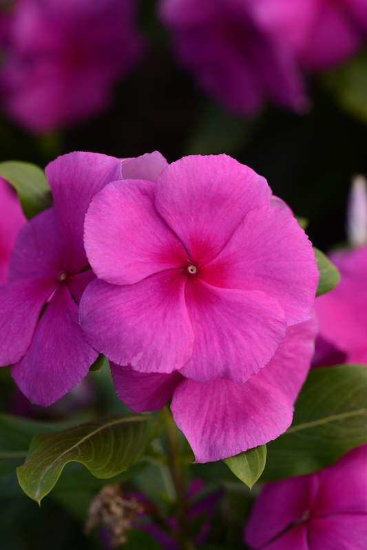 Vinca Seeds Valiant Lilac – 50 Upright Heat Tolerant Flower Seeds