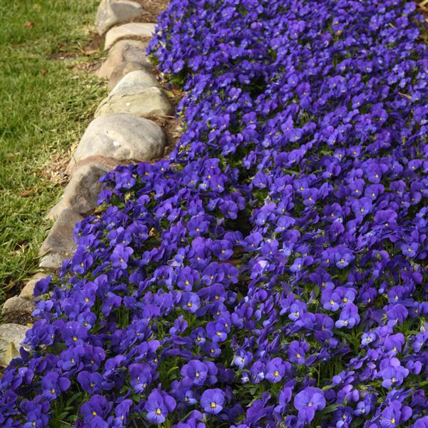 50 Viola Seeds Violas Quicktime Blue