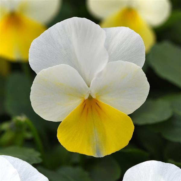 Viola Seeds Sorbet XP Yellow Beacon 50 Flower Seeds