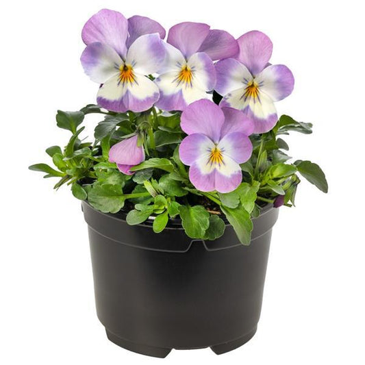 Penny Pro Pink Face Viola Seeds – 25 Premium Flower Seeds