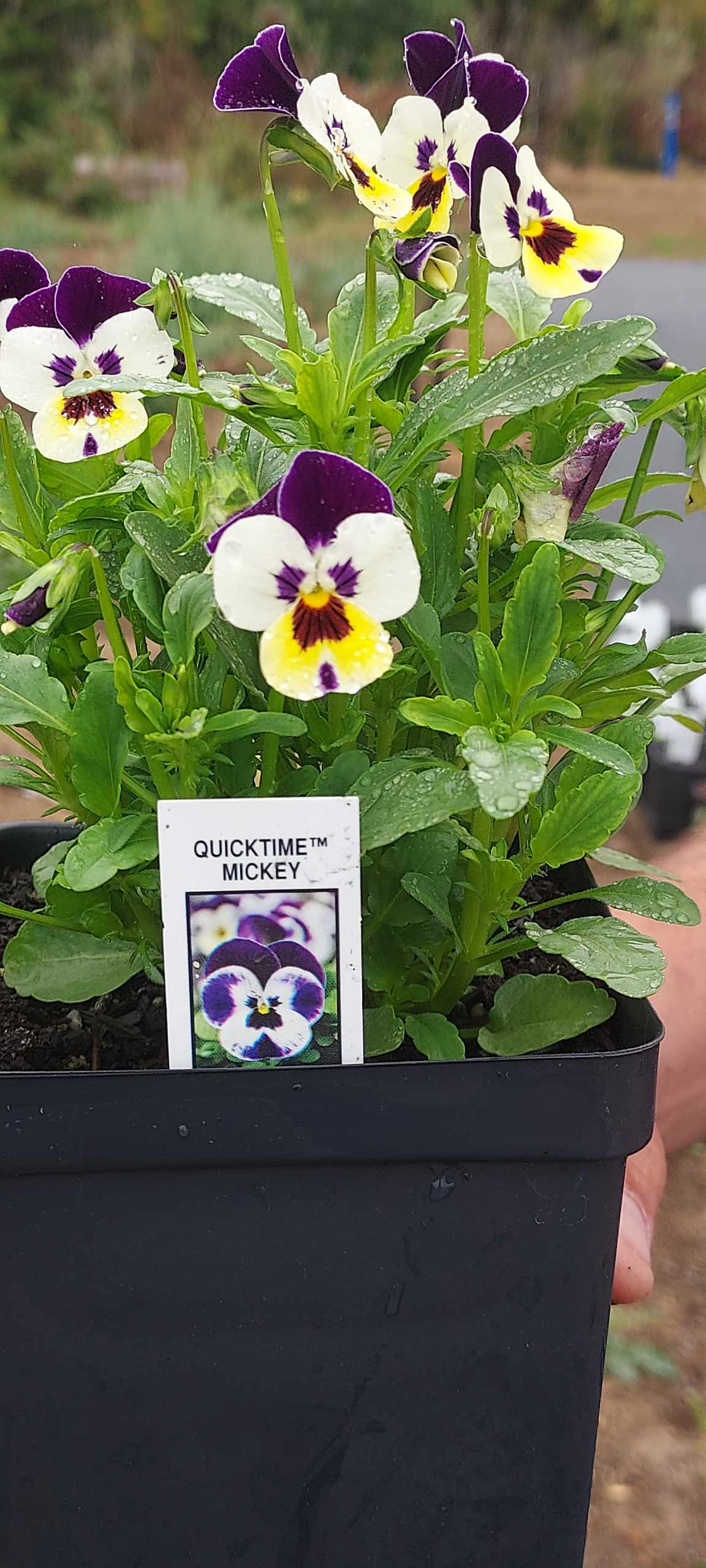 Viola Seeds 50 Seeds Viola Quicktime Mickey Flower Seeds