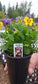 Viola Seeds 50 Seeds Viola Quicktime Yellow Blue Jump Up