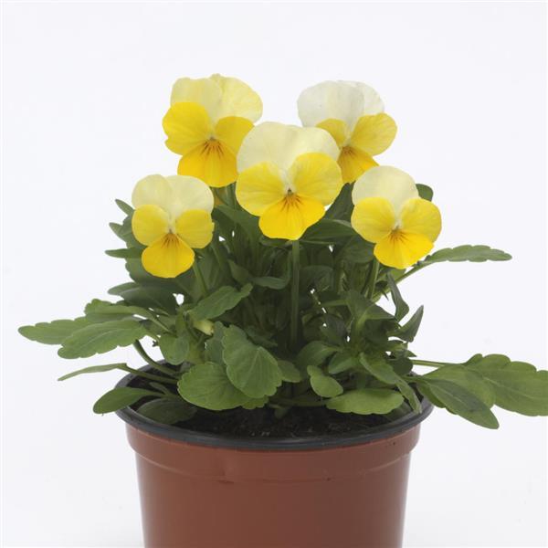 Viola Seeds Sorbet XP Yellow Beacon 50 Flower Seeds