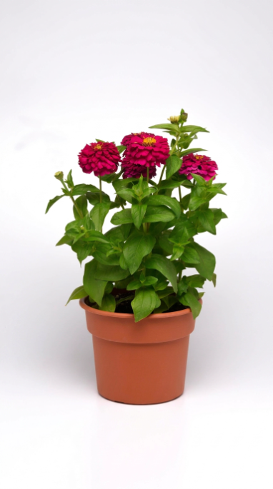 25 Zinnia Seeds Zesty Purple Flower Seeds F1 Hybrid