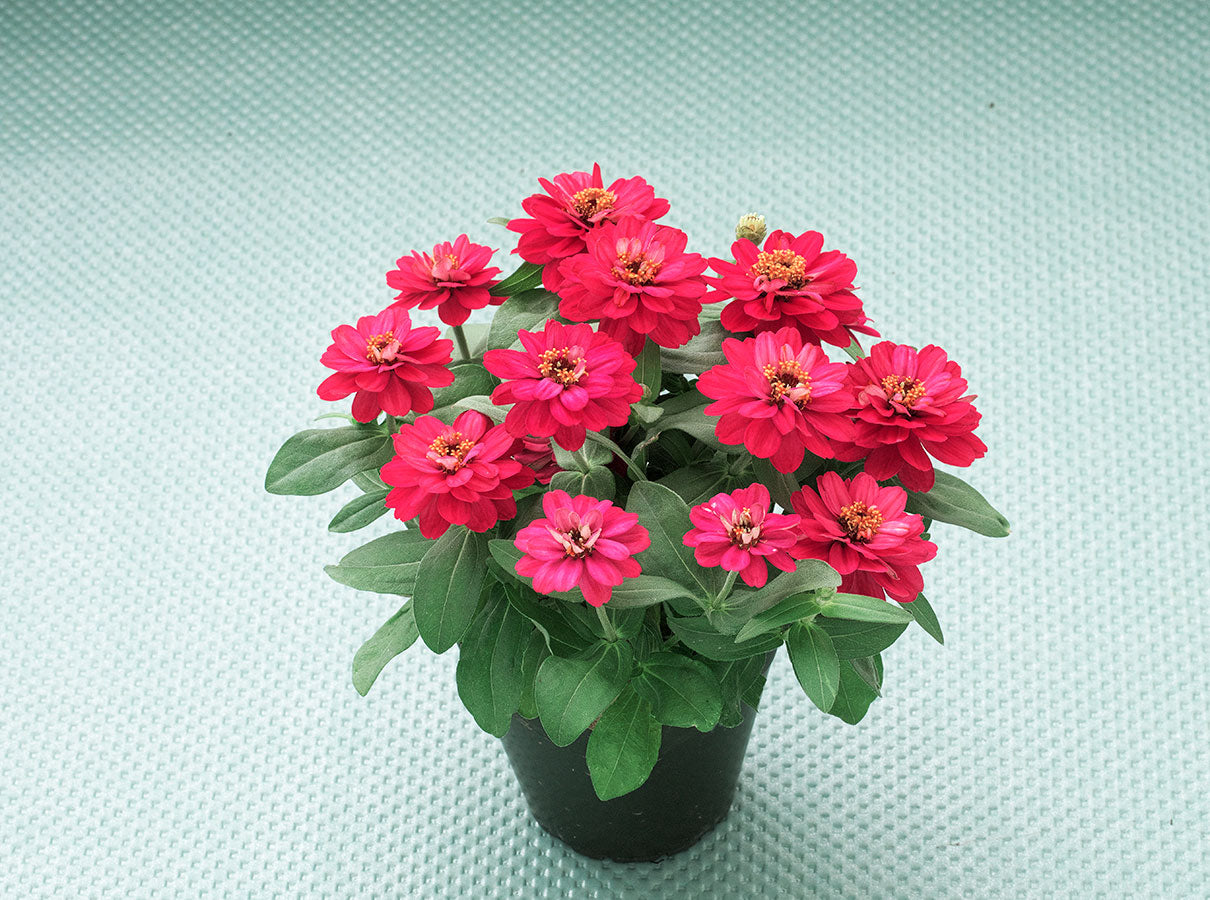 25 Zinnia Seeds – Belize Double Bright Rose Compact Heat-Tolerant Zinnia Flowers
