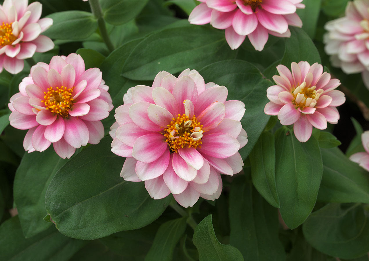 25 Zinnia Seeds Zinnia Belize Double Pink Bicolor