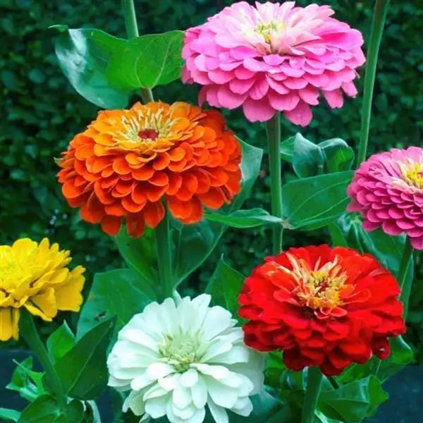 Cut Flower Seed Collection – 8 Varieties, 300 Seeds | Bouquet Garden Kit
