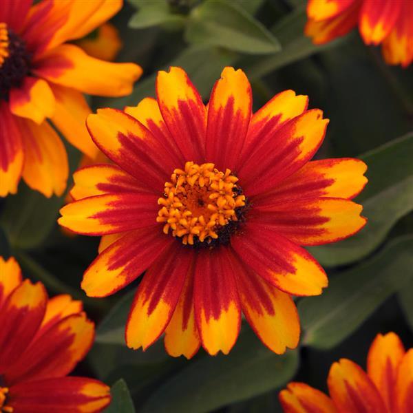 Zahara® Sunburst Zinnia Seeds – 25 Premium Flower Seeds