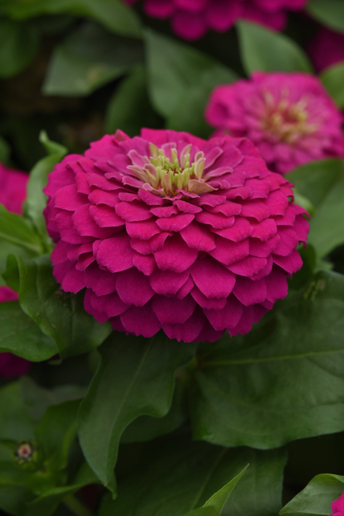 Close-up of a Zesty Fuchsia zinnia flower with layered deep pink petals and a pale green center
