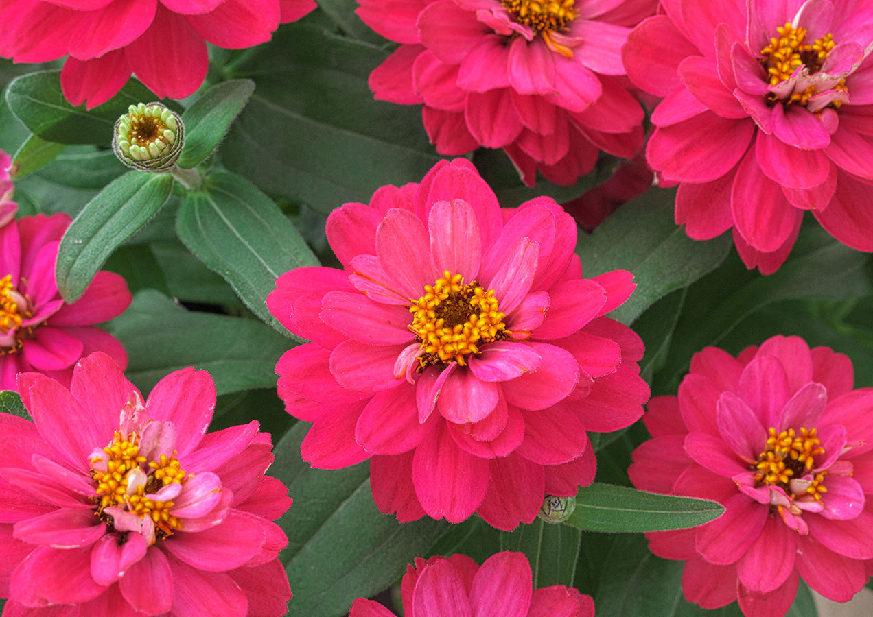 25 Zinnia Seeds – Belize Double Bright Rose Compact Heat-Tolerant Zinnia Flowers