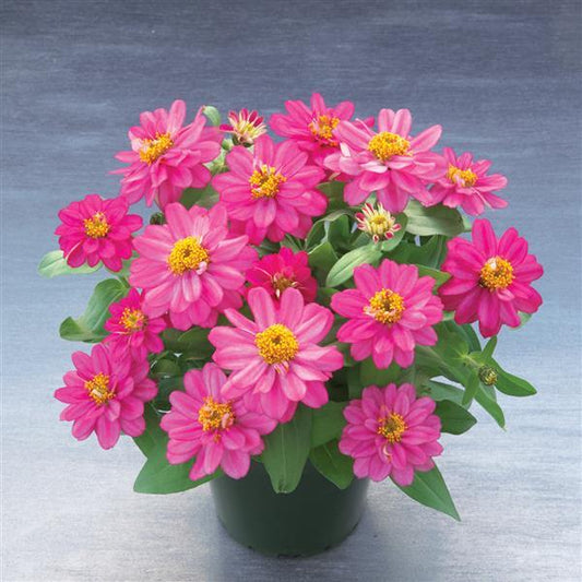 25 Zinnia Seeds Zinnia Belize Double Rose