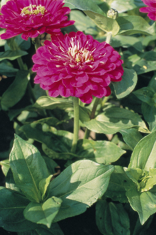Zinnia Seeds Benary's Giant Purple Flower Seeds 50 Seeds
