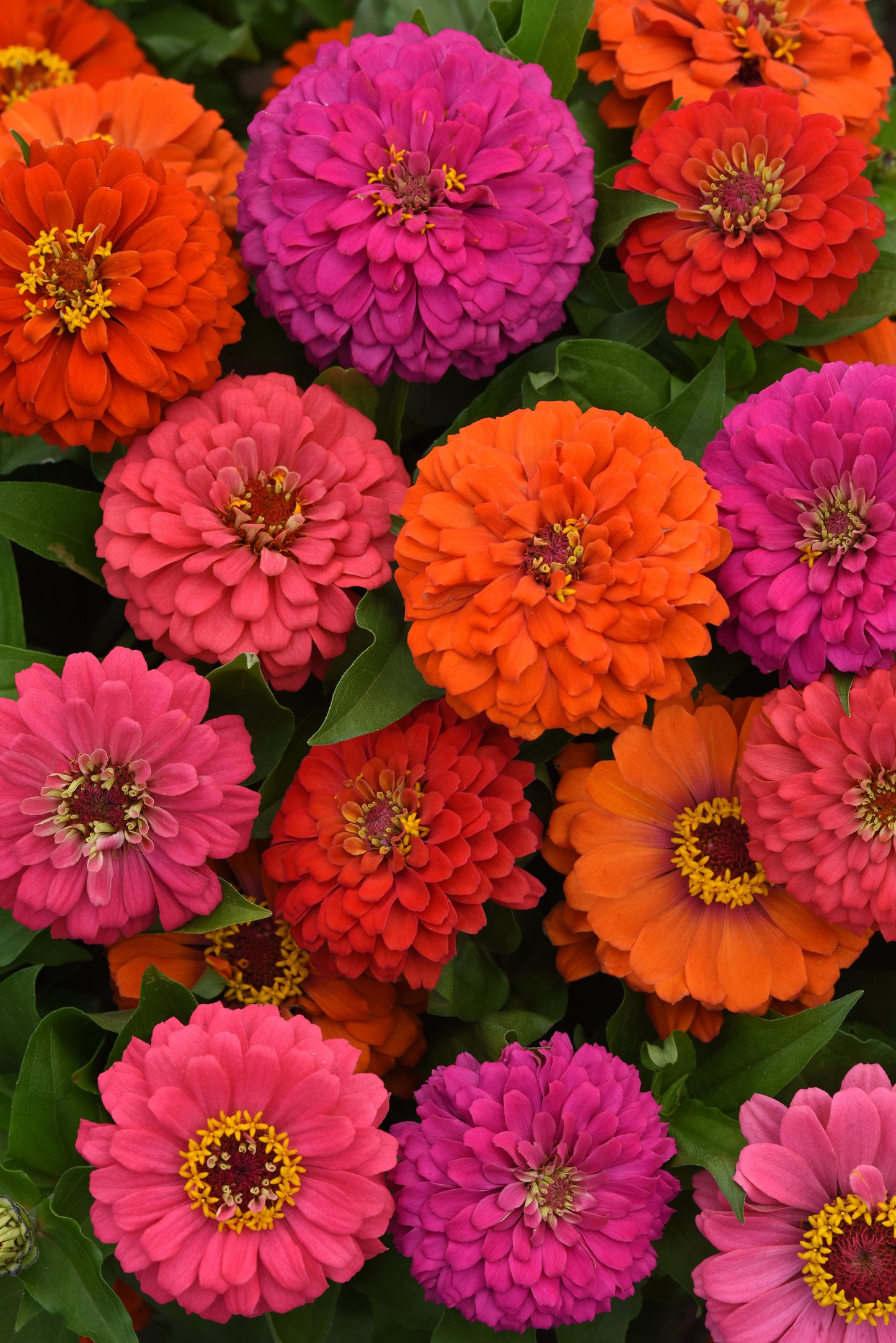 Zinnia Seeds Elegant Mixed Colors – 25 Premium Flower Seeds
