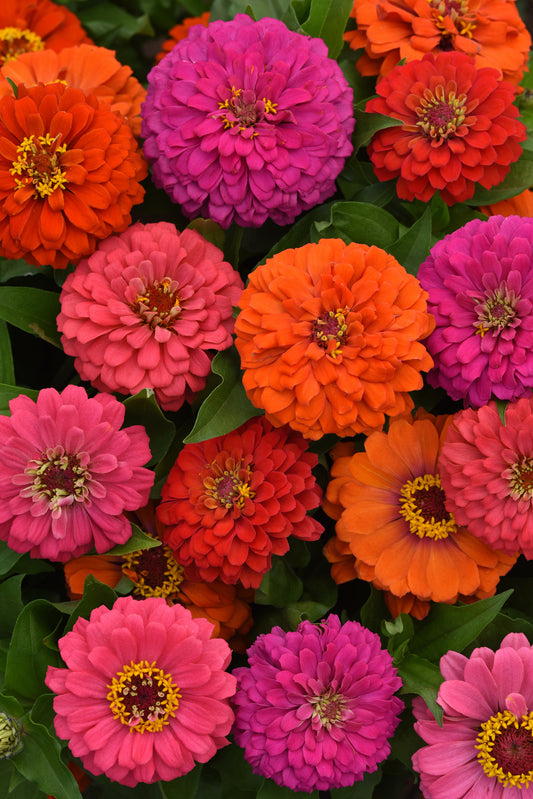 Zinnia Seeds Elegant Mixed Colors – 25 Premium Flower Seeds