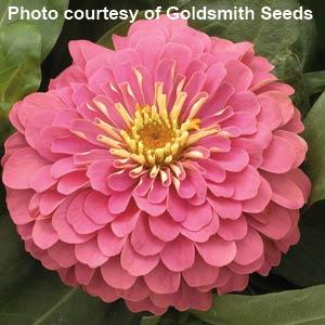 25 Zinnia Seeds Zinnia Magellan Pink Zinnias F1