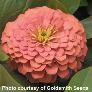 25 Zinnia Seeds Zinnia Magellan Salmon Zinnias F1
