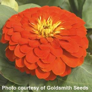 25 Zinnia Seeds Zinnia Magellan Scarlet Zinnias F1