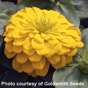 25 Zinnia Seeds Zinnia Magellan Yellow Zinnias F1