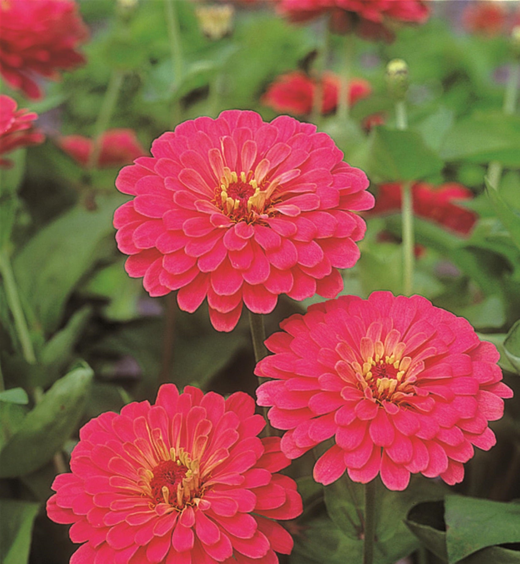 Zinnia Seeds Zinnias Cut Flower Seeds