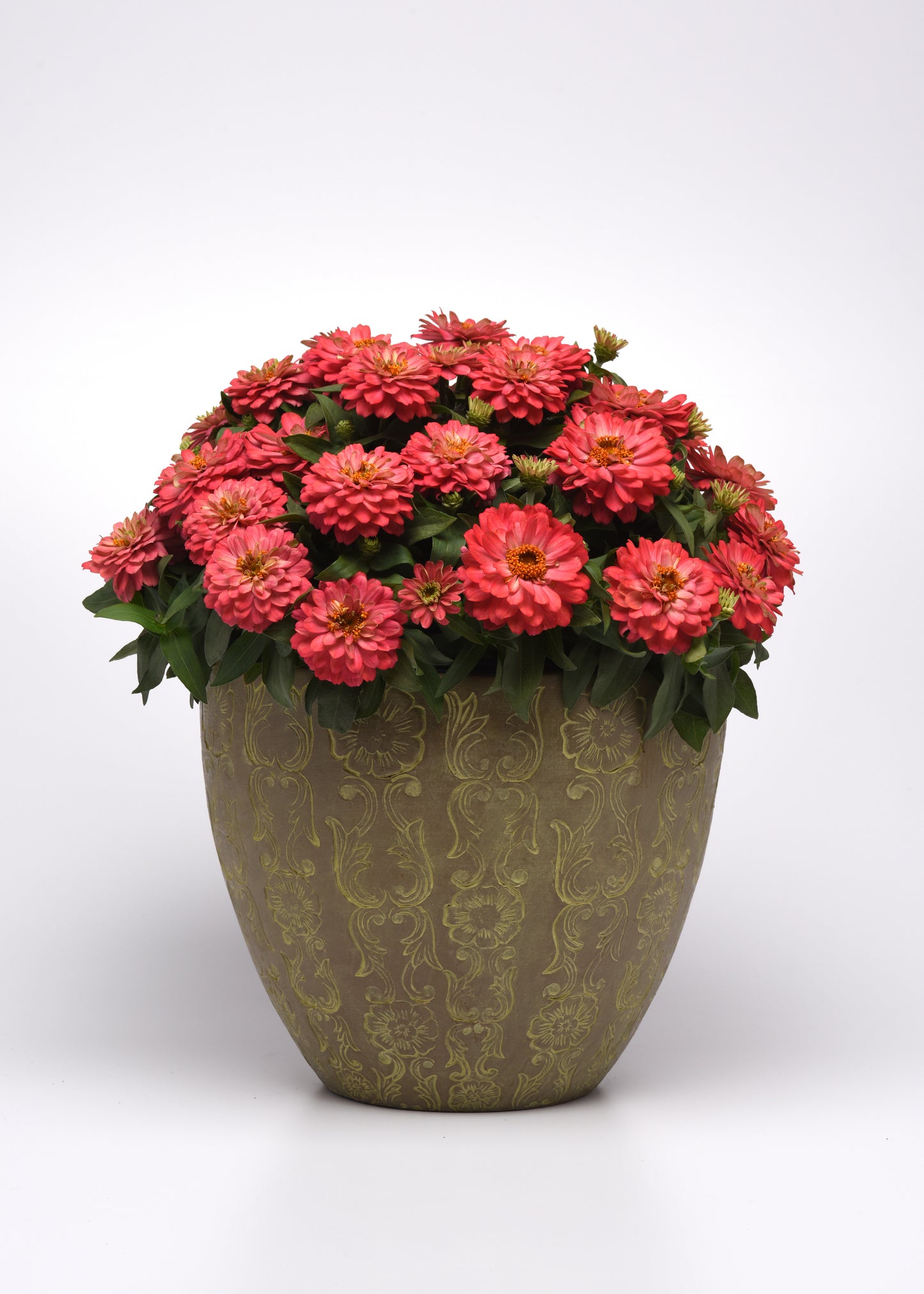 Zinnia Seeds 15 thru 100 Bulk Seeds Zinnia Zahara Double Salmon