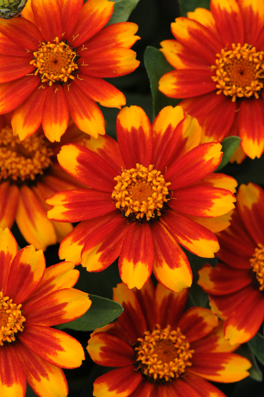 Zahara® Sunburst Zinnia Seeds – 25 Premium Flower Seeds