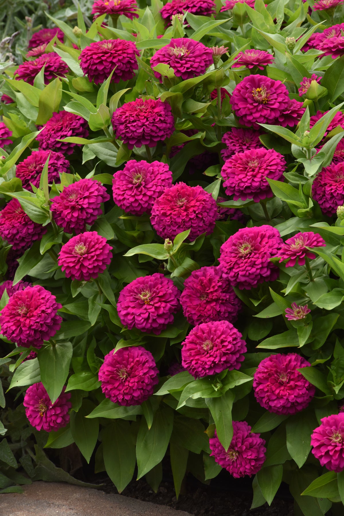 Zesty Fuchsia zinnias covered in deep pink double blooms with lush green foliage beside a garden border
