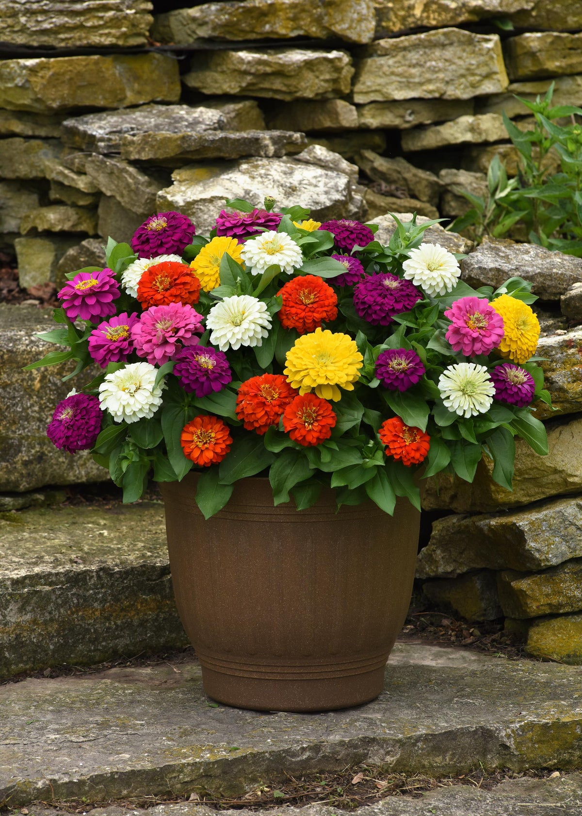 Zesty Mix zinnias with pink, purple, red, yellow and white double blooms in a patio container