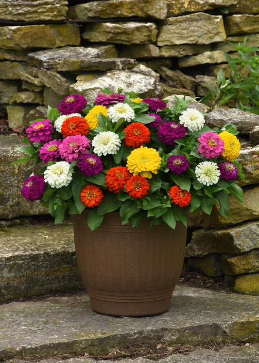 Zesty Mix zinnias with pink, purple, red, yellow and white double blooms in a patio container