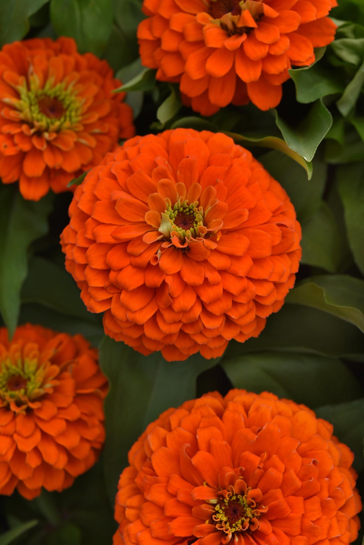 Close-up of Zesty Orange zinnia flowers with densely layered orange petals and green foliage